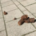 Deiezioni canine sul marciapiede. ? Depositphotos