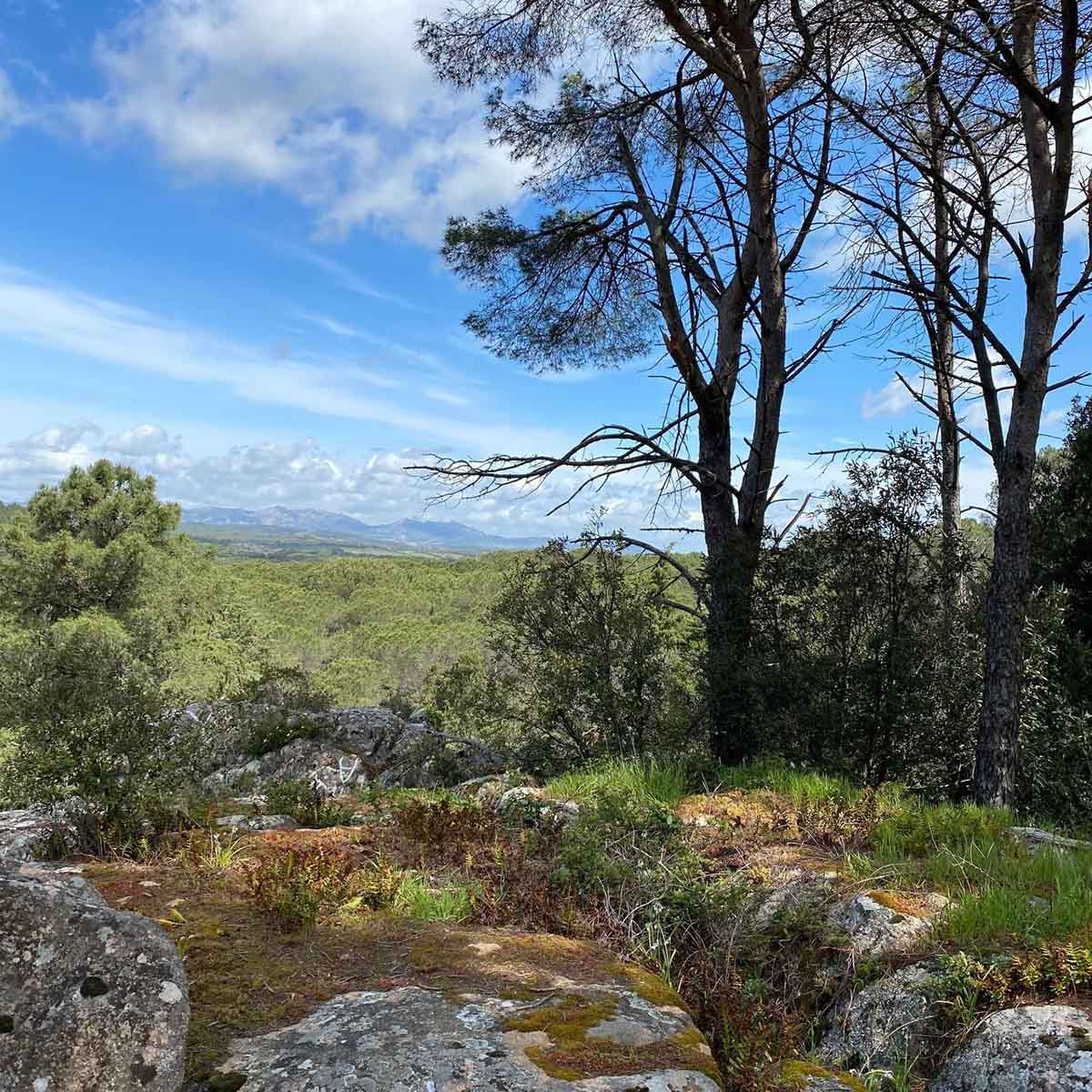Bosco di Curadureddu, Tempio Pausania . ? Portale I Luoghi del Cuore