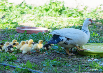 Cagliari, anatroccoli a Monte Urpinu