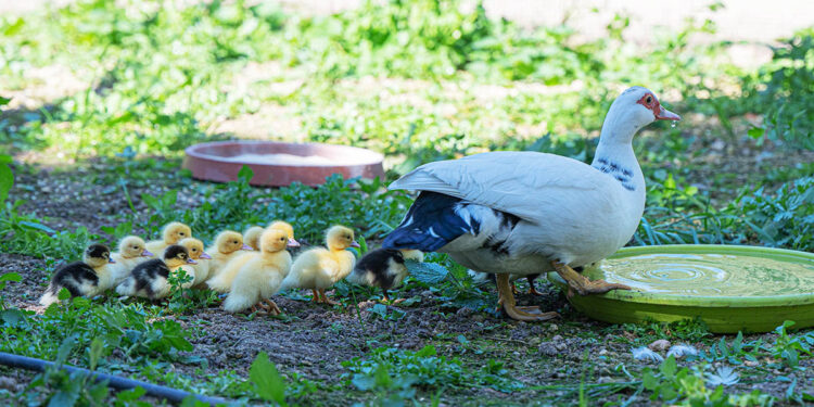 Cagliari, anatroccoli a Monte Urpinu