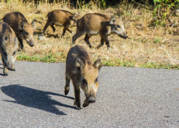 Cinghiale. ? Depositphotos