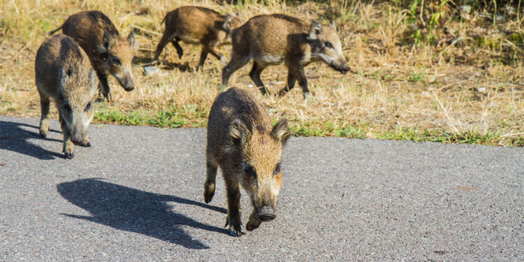 Cinghiale. ? Depositphotos