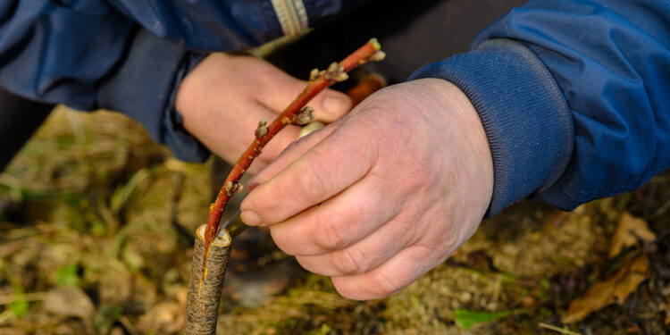 Innesto albero. ? Depositphotos