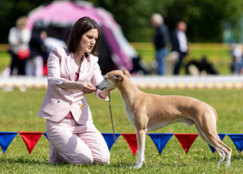 Mostra canina dog show. ? Depositphotos