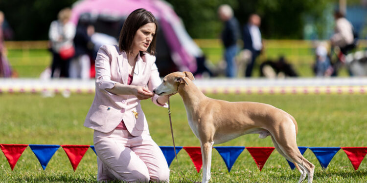 Mostra canina dog show. ? Depositphotos