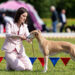 Mostra canina dog show. ? Depositphotos