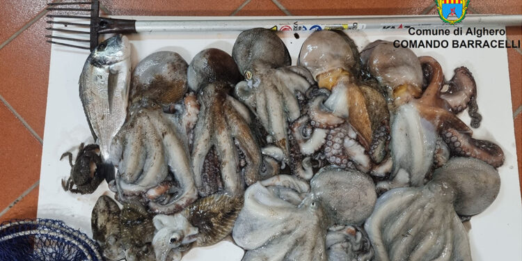 Pescato sequestrato dai Barracelli di Alghero