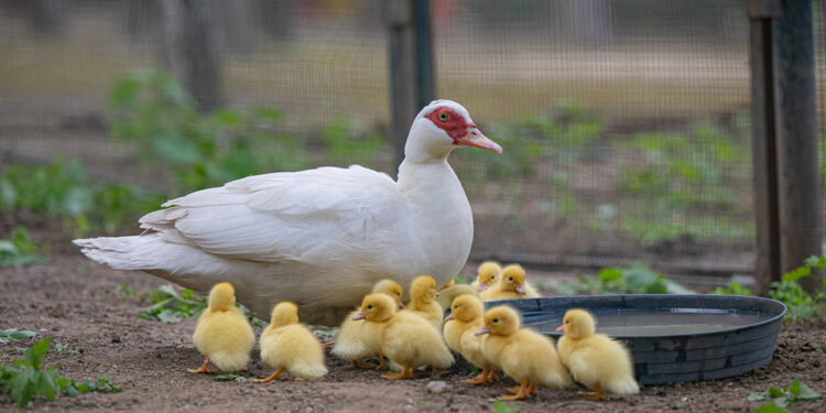 Cagliari, anatroccoli a Monte Urpinu
