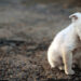 Cane cucciolo abbandonato. ? Depositphotos