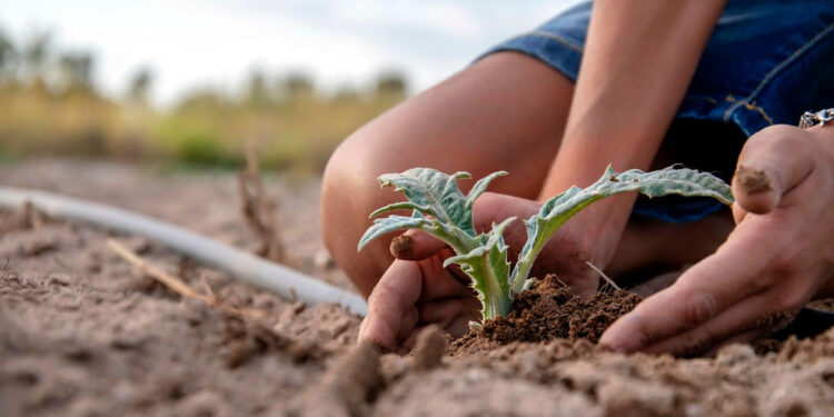 Carciofo spinoso sardo