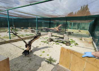 LIFE Safe for Vultures: l'arrivo dei grifoni a Bonassai