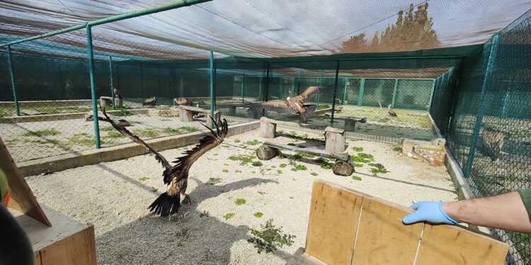 LIFE Safe for Vultures: l'arrivo dei grifoni a Bonassai