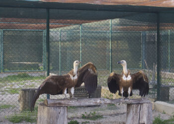 LIFE Safe for Vultures: l'arrivo dei grifoni a Bonassai