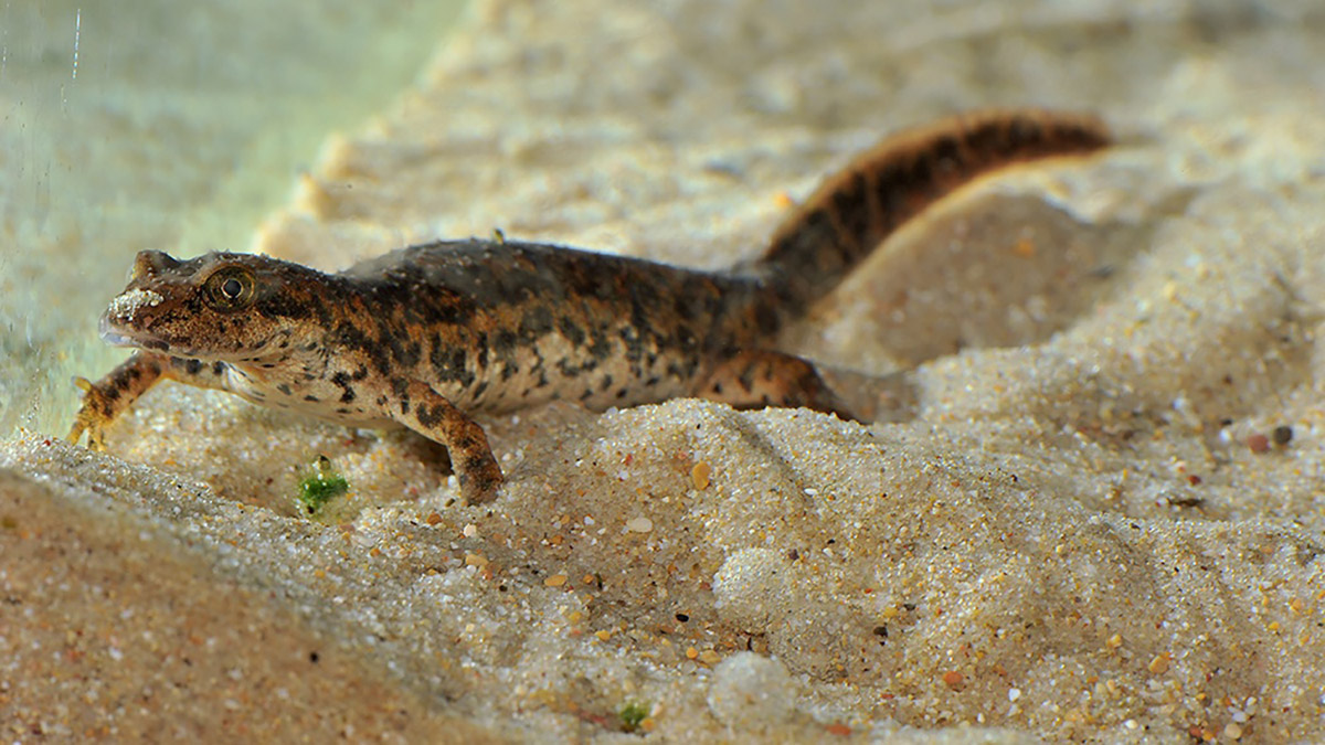 Tritone sardo, Bioparco