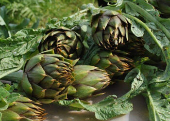Carciofo spinoso di Sardegna