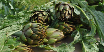 Carciofo spinoso di Sardegna