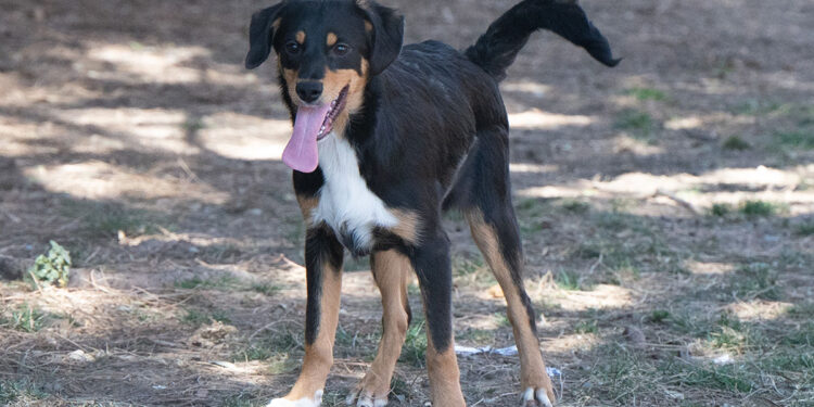 Tropic al Canile Comunale di Cagliari