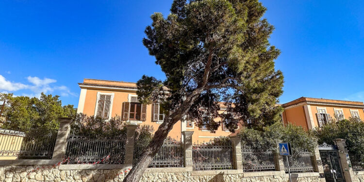 Il Pino d'Aleppo in viale Sant'Ignazio a Cagliari