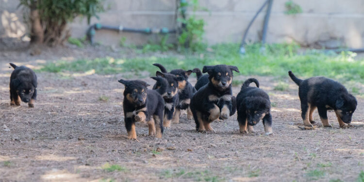Cucciolata al canile comunale di Cagliari