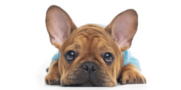 Cucciolo bulldog francese. ? Depositphotos