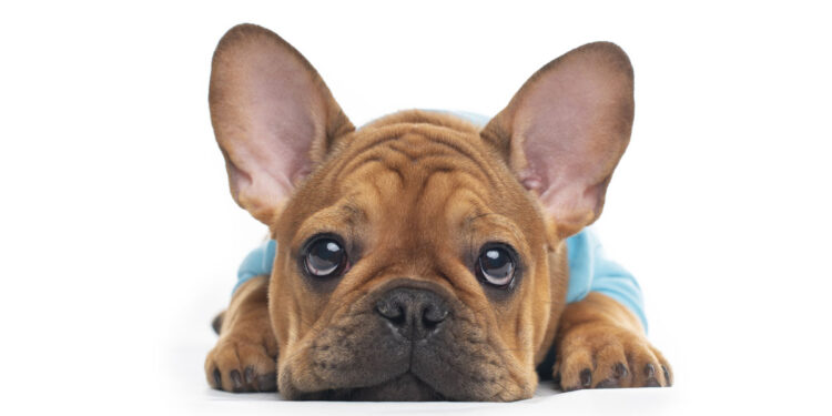 Cucciolo bulldog francese. ? Depositphotos