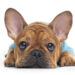 Cucciolo bulldog francese. ? Depositphotos