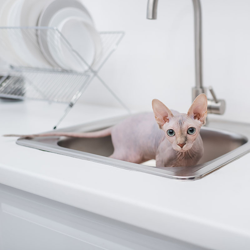 Gatto Sphynx. 📷 Depositphotos