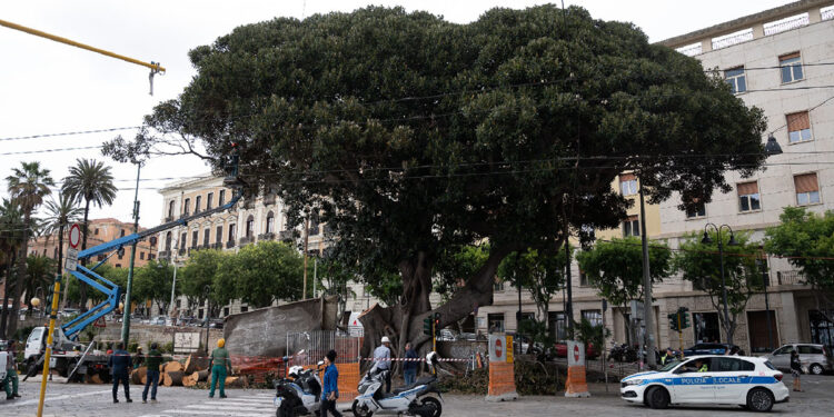 Il Ficus in piazza Ingrao a Cagliari