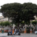 Il Ficus in piazza Ingrao a Cagliari