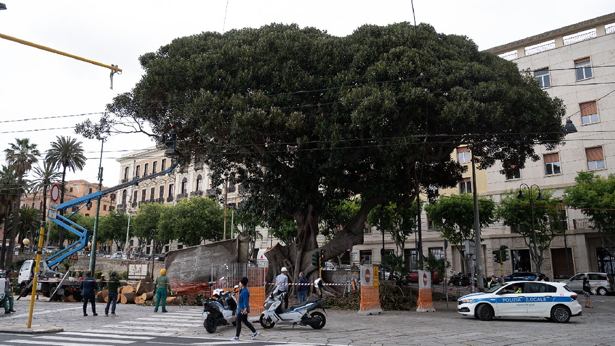 Il Ficus in piazza Ingrao a Cagliari