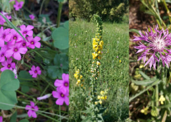 Erbe spontanee edibili sarde