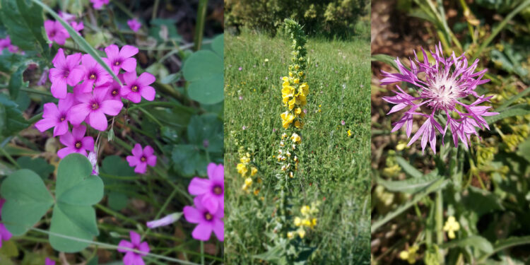 Erbe spontanee edibili sarde