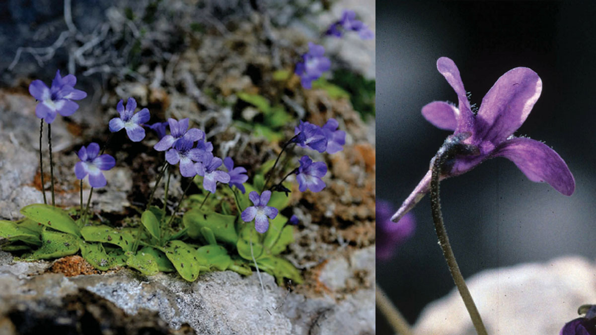 Pinguicula Sehuensis. 📷 Gianluigi Bacchetta