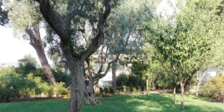 Oliveto Ex Colonia Campestre di Sassari