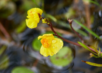 Utricularia vulgaris. ? Depositphotos