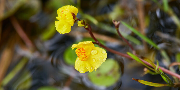 Utricularia vulgaris. ? Depositphotos