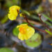 Utricularia vulgaris. 📷 Depositphotos