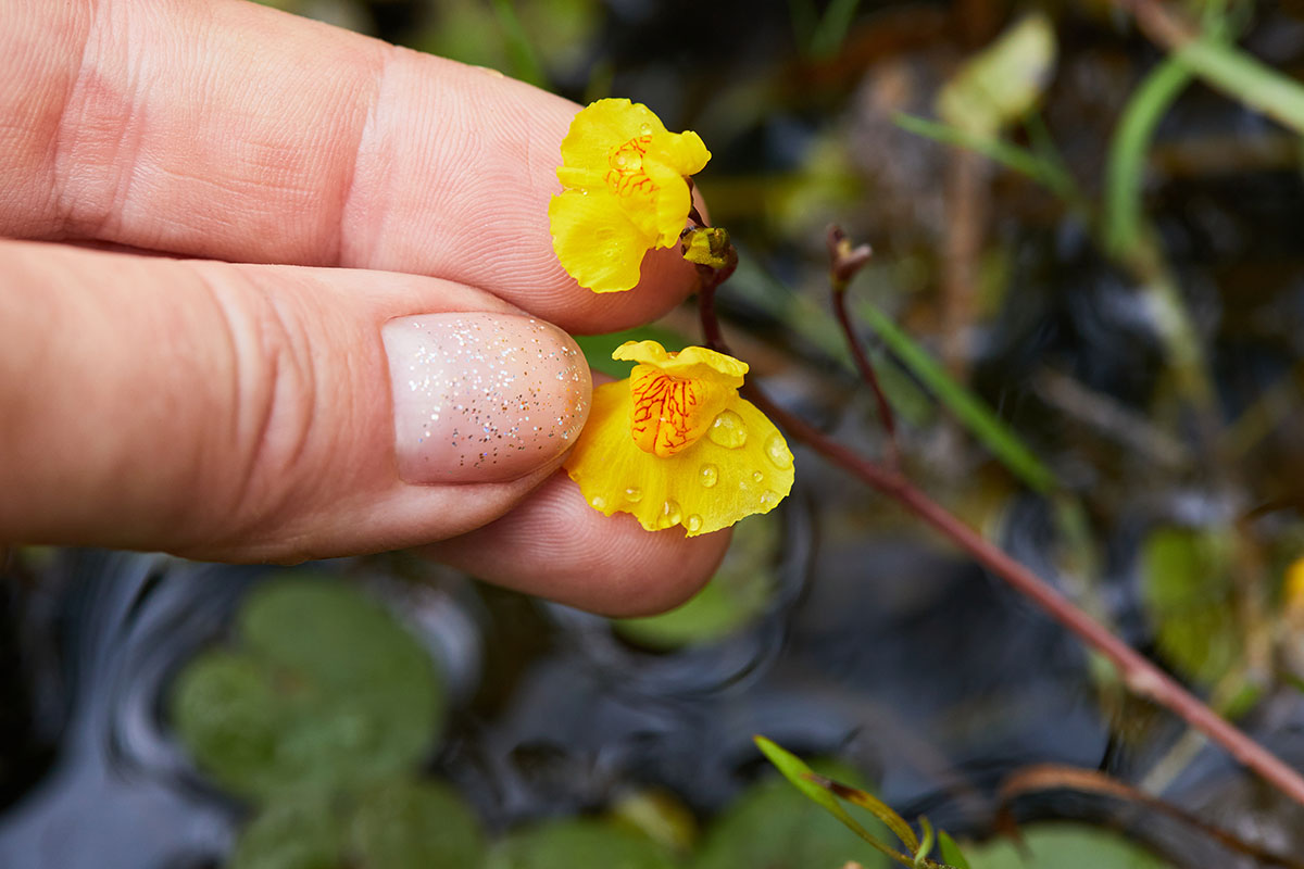 Utricularia vulgaris. ? Depositphotos