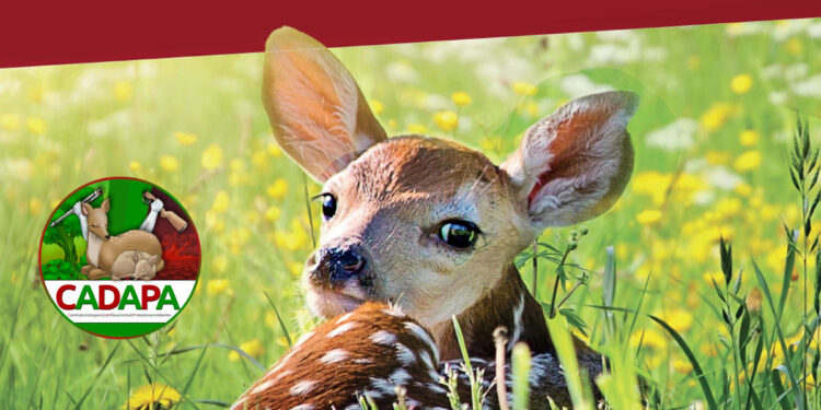 CADAPA raccolta firme per l'abolizione della caccia