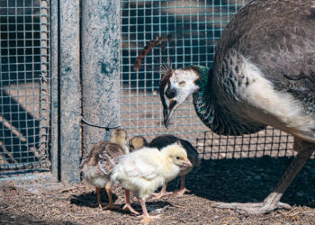 Cagliari, i pulcini di pavone al Parco di Monte Urpinu
