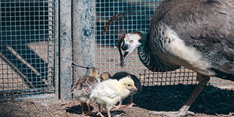 Cagliari, i pulcini di pavone al Parco di Monte Urpinu
