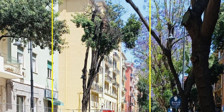 Cagliari, uno dei nuovi esemplari di Prunus Pissardi