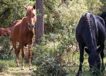 Il Cavallino del Sarcidano