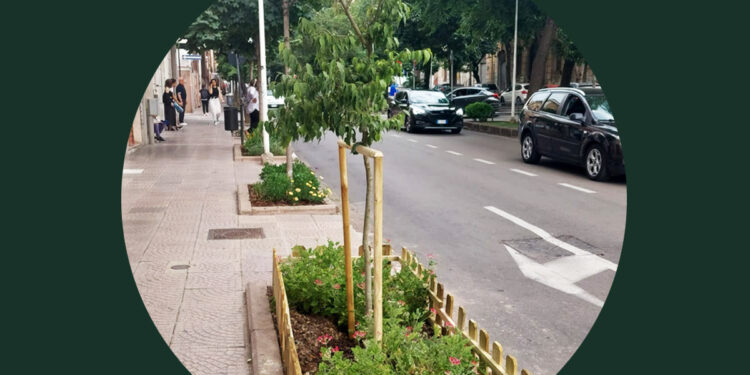 Sassari, nuovo olmo in viale Dante