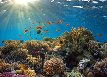 Barriera corallina. 📷 Depositphotos