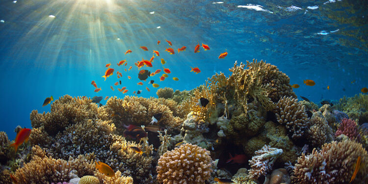 Barriera corallina. ? Depositphotos