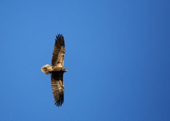 LIFE Safe For Vultures, il giovane capovaccaio in volo