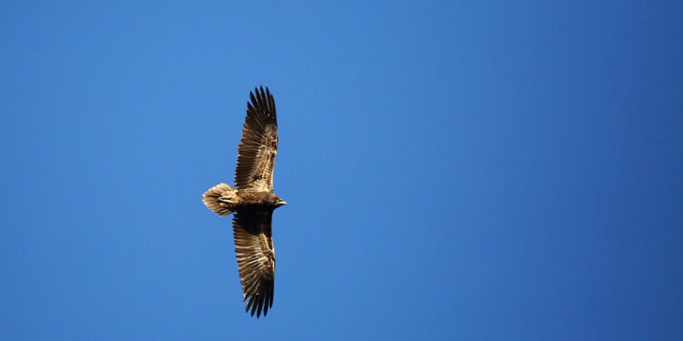 LIFE Safe For Vultures, il giovane capovaccaio in volo