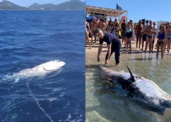 La carcassa di tonno a Baia delle Ninfe