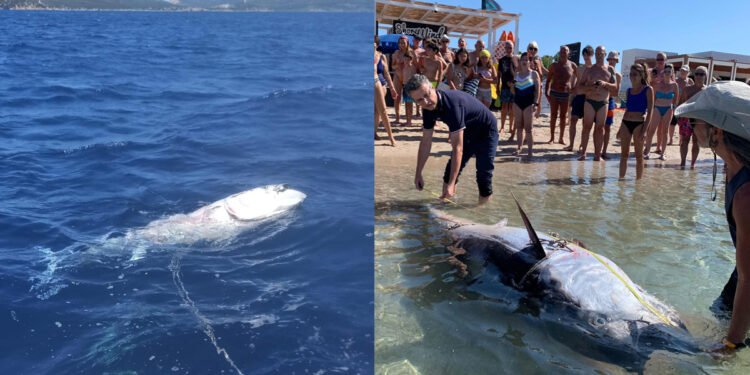 La carcassa di tonno a Baia delle Ninfe